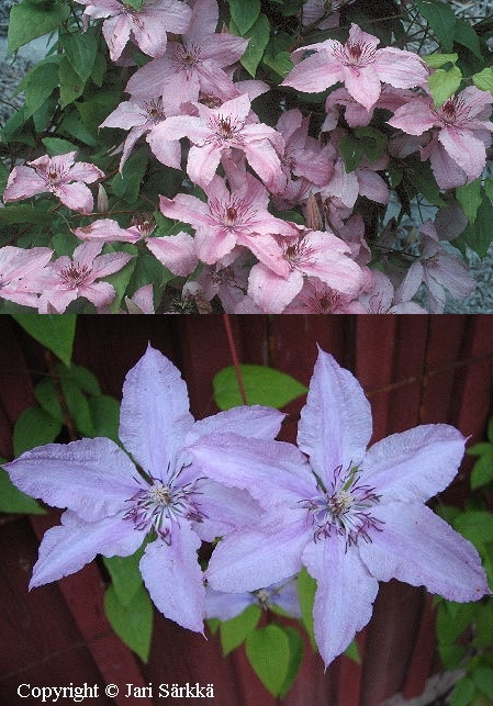 Clematis Patens-ryhm&auml; 'Hagley Hybrid'